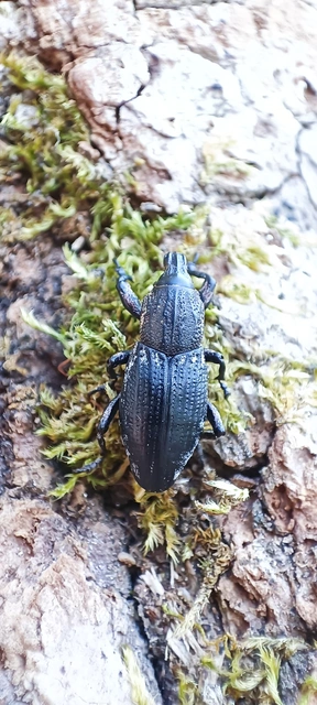 Pseudocleonus cinereus - hamvas barkó
