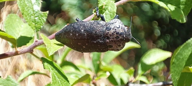 Capnodis tenebrionis - kökény-tükrösdíszbogár