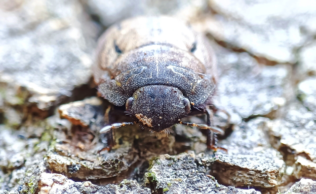Odontoscelis Odontoscelis