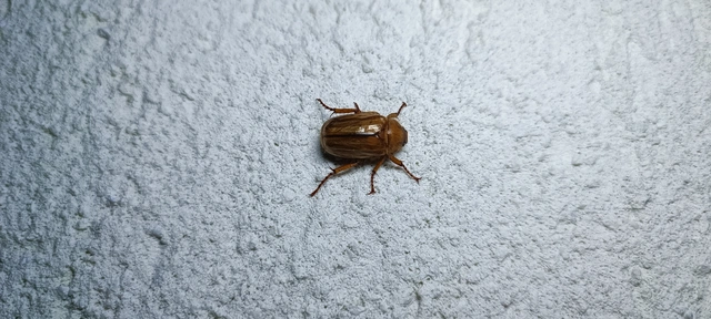 Amphimallon solstitiale - bordás sárgacserebogár