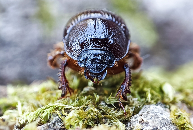 Odonteus armiger - mozgószarvú álganéjtúró
