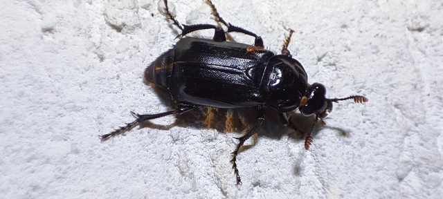 Nicrophorus humator - fekete temetőbogár