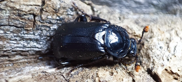 Nicrophorus humator - fekete temetőbogár
