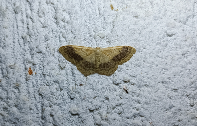 Idaea aversata - nagy sávosaraszoló