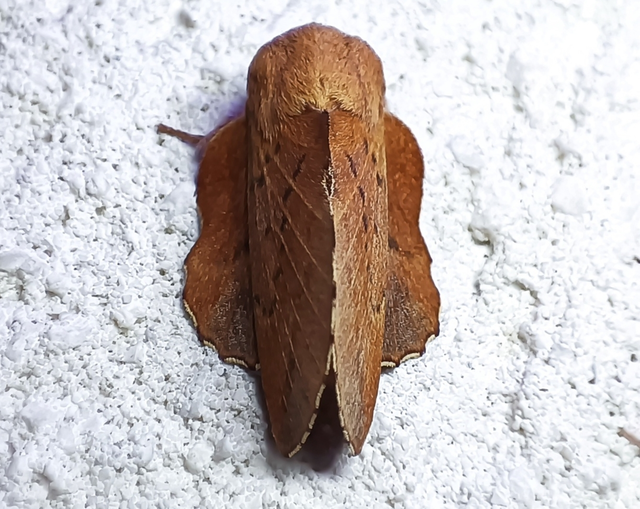 Phyllodesma tremulifolia - nyárlevélpohók