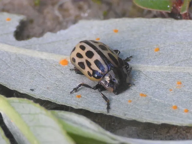 Chrysomela vigintipunctata - húszfoltos fűzlevelész