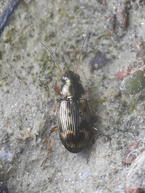 Bembidion semipunctatum - címeres gyorsfutó