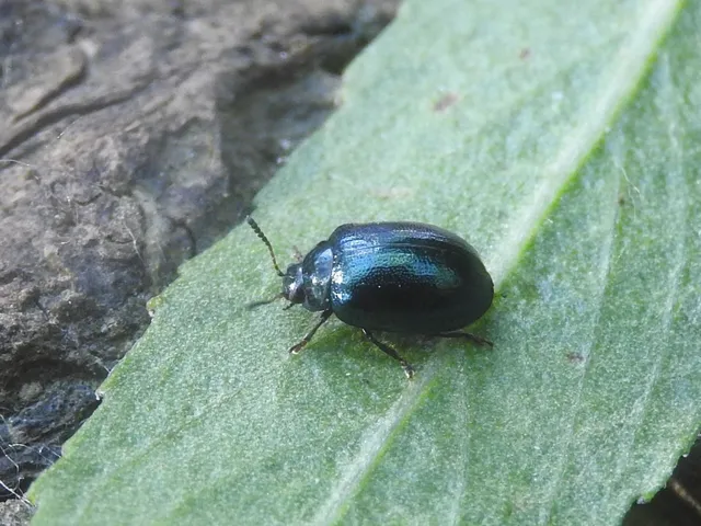 Plagiodera versicolora - törpe fűzlevelész