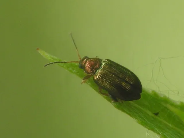 Crepidodera aurata - ékes fűz-földibolha