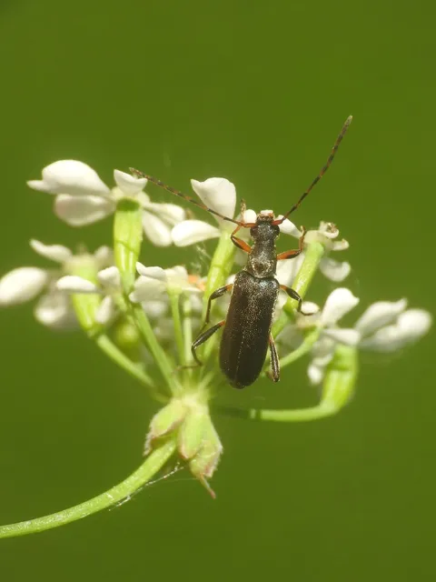Grammoptera ruficornis - gyűrűscsápú galagonyacincér Grammoptera ruficornis - gyűrűscsápú galagonyacincér