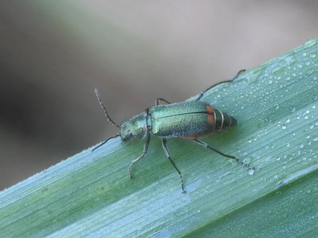 Malachius bipustulatus - kétfoltos bibircsesbogár