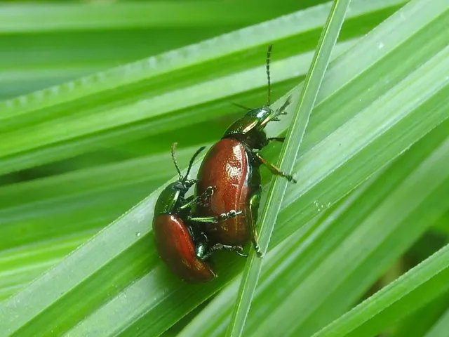 Chrysolina polita - réti mentalevelész Chrysolina polita - réti mentalevelész