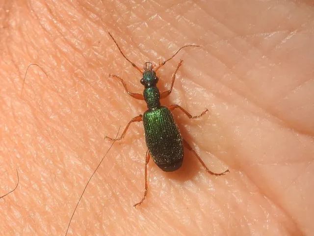 Drypta dentata - atlaszfutó