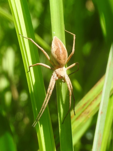 Pisaura mirabilis - csodáspók