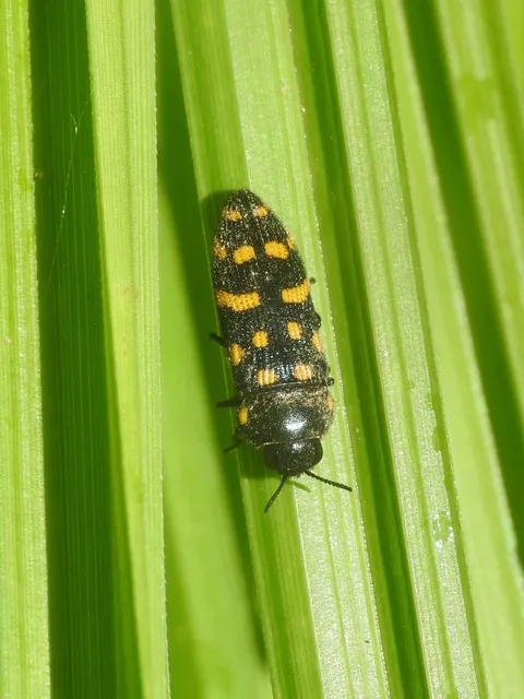 Acmaeodera degener - sárgafoltos zömökdíszbogár