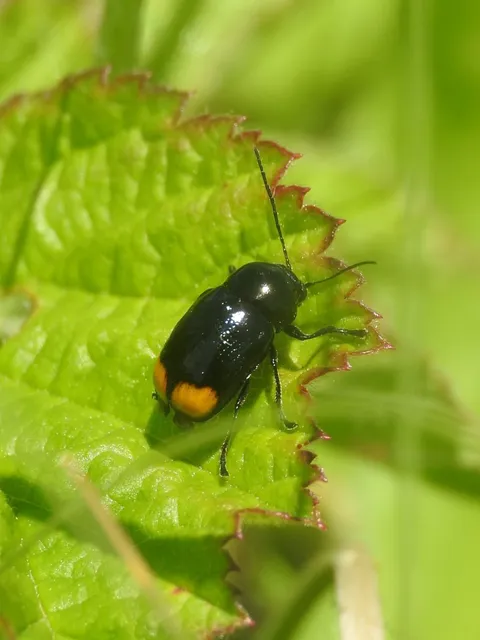 Cryptocephalus biguttatus