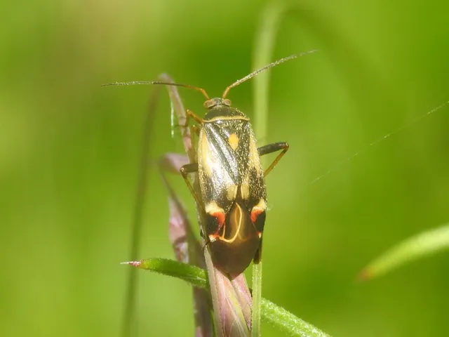 Polymerus Polymerus