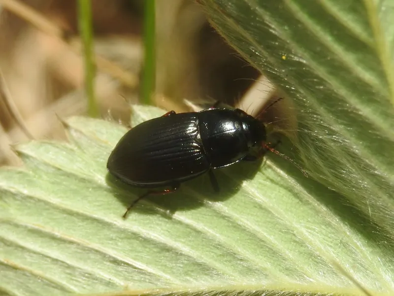 Amara fulvipes - nagy tüskésközfutó