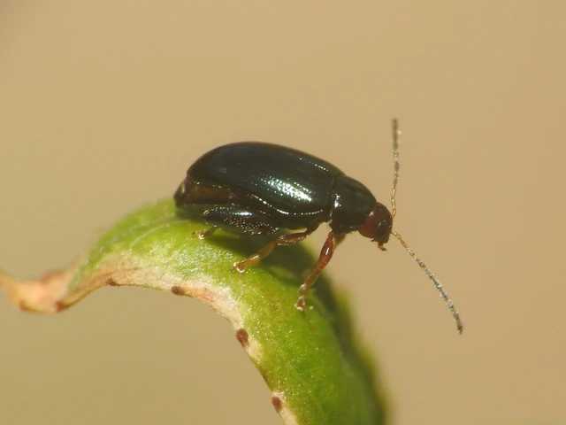 Psylliodes chrysocephala - repce-földibolha