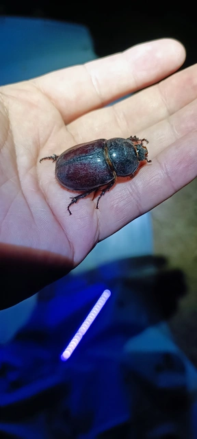 Oryctes nasicornis - orrszarvú bogár