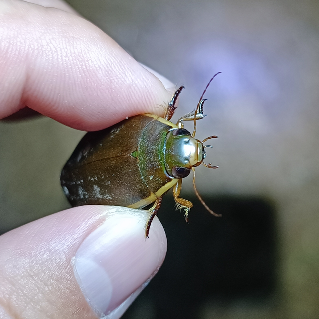 Cybister lateralimarginalis - nagy búvárbogár