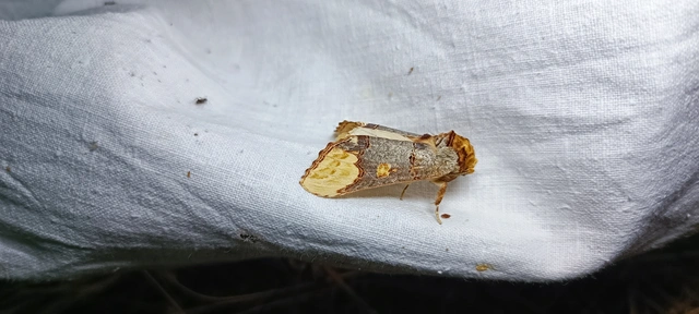 Phalera bucephaloides - magyar púposszövő