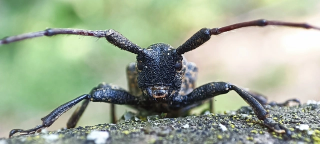 Mesosa curculionoides - szemfoltos cincér Mesosa curculionoides - szemfoltos cincér