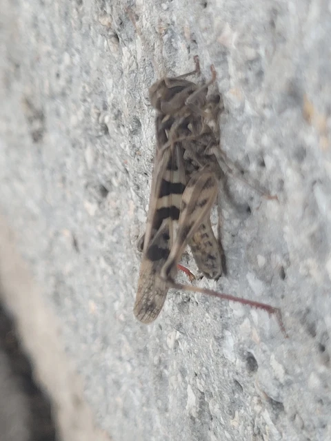 Oedaleus decorus - szalagos sáska