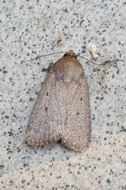 Amphipyra tragopoginis - bakszakállbagoly