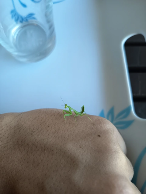 Mantodea - Fogólábúak