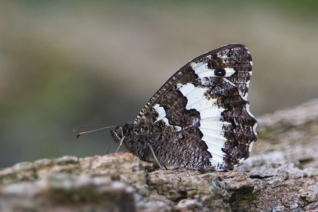 Brintesia circe - fehéröves szemeslepke