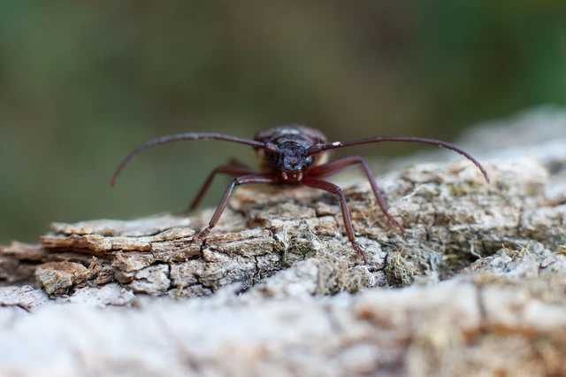 Aegosoma scabricorne - diófacincér