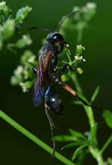 Chalybion femoratum - acélkék lopódarázs