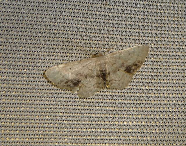 Idaea dimidiata - gyakori apróaraszoló