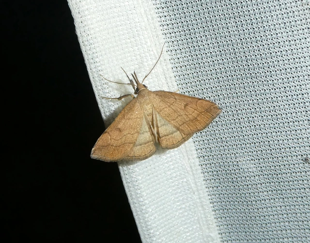 Polypogon gryphalis - láperdei karcsúbagoly