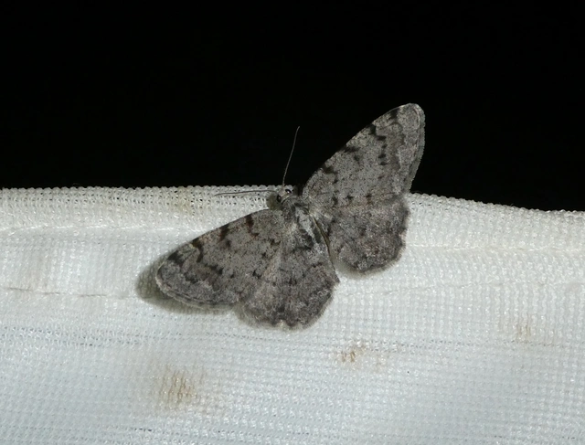 Aethalura punctulata - szürke égeraraszoló