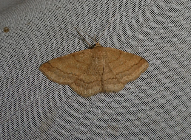 Scopula rubiginata - réti pirosaraszoló
