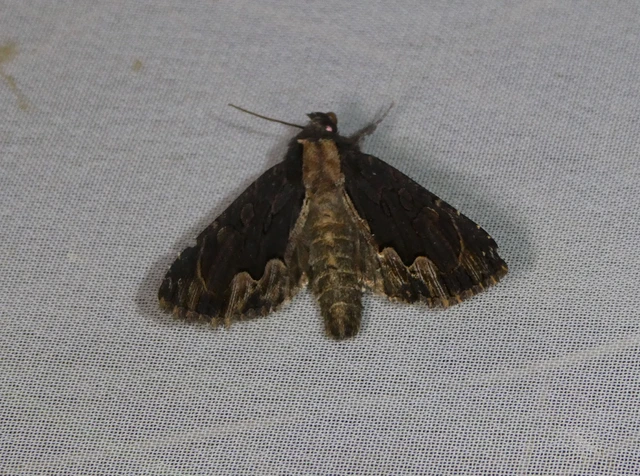 Dypterygia scabriuscula - szurokbarna nyáribagoly