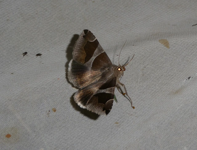 Dysgonia algira - déli porcelánbagoly