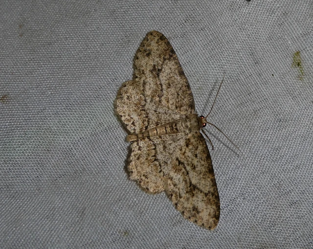 Ectropis crepuscularia - avararaszoló