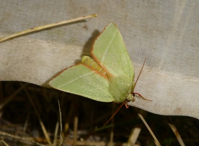 Pseudoips prasinana - bükkfa-zöldbagoly
