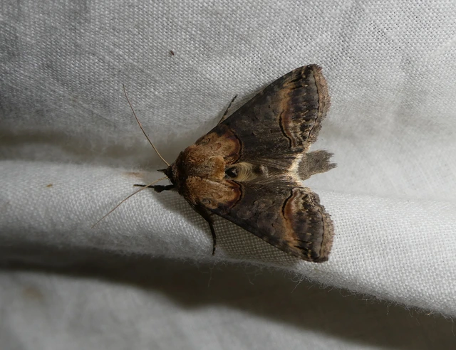 Abrostola triplasia - közönséges csalánbagoly