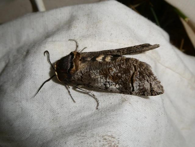 Cossus cossus - fűzfarontólepke