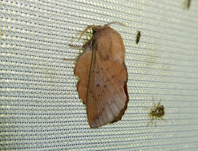 Phyllodesma tremulifolia - nyárlevélpohók