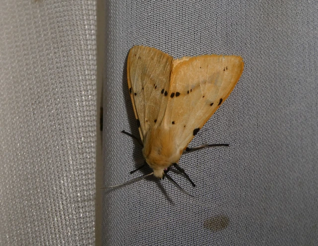 Spilarctia lutea - sárgás medvelepke