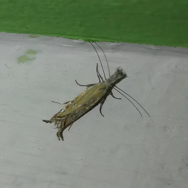 Holoscolia huebneri - sarlósszárnyú csíkosmoly