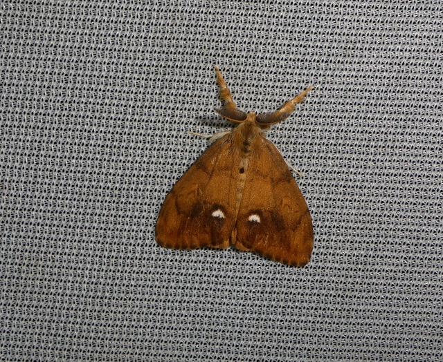 Orgyia antiqua - rozsdabarna kisszövő