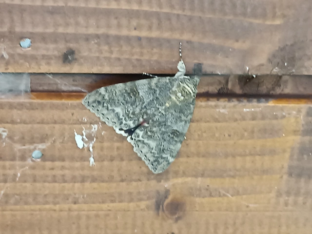 Catocala nupta - piros övesbagoly
