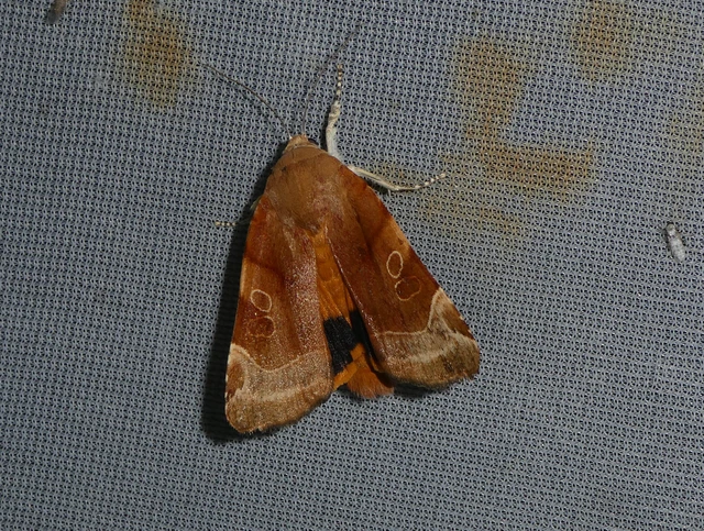 Noctua fimbriata - szélessávú sárgafűbagoly