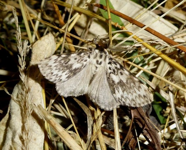 Lymantria monacha - apácalepke